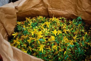 The influence of the herb st. john's wort in the power of the