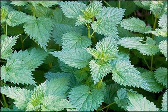 Nettle a popular remedy that improves male sexual function. 