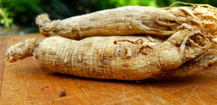 The root of ginseng
