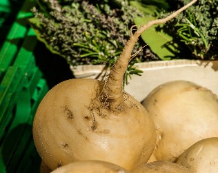 the turnip