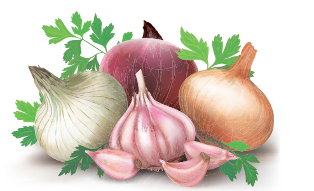 The onion and the garlic